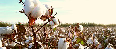 Cotton Import News