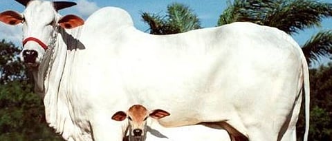 Need for scientific breeding of native cattle: Dr. To drop