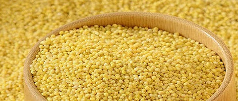 Foxtail millet