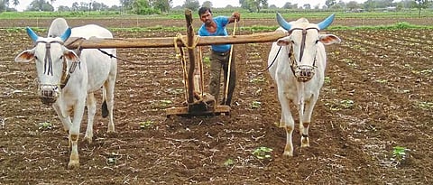 नांदेड जिल्ह्यात ४ लाख ४२ हजार हेक्टरवर पेरणी