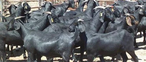 Goat Farming