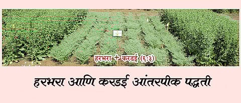 Which intercropping methods are beneficial for the rabi season?