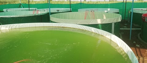 Improved method of tank fishing