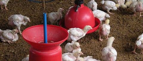 Outbreaks of bird flu are not found in dead birds