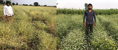 Ganesh Chavan and Yogesh Ware with their ajwain crop