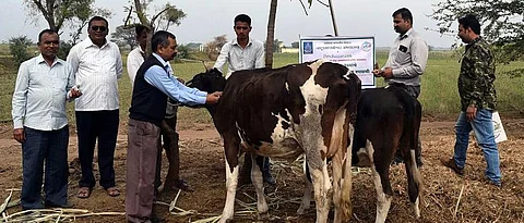 तज्ज्ञांच्या सल्यानेच जनावरांच्यावर उपचार करावेत