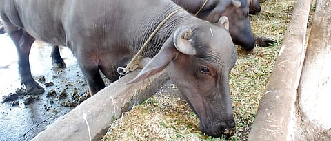 जनावरांच्या आहारात द्या गुणवत्तापूर्ण चारा