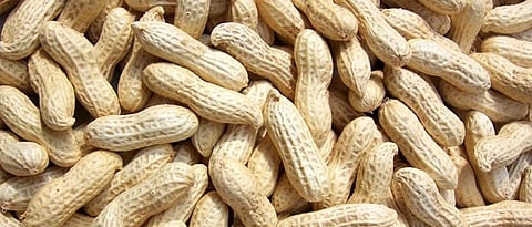 नाशिकमध्ये भुईमूग शेंगा प्रतिक्विंटल ३००० ते ४००० रुपये