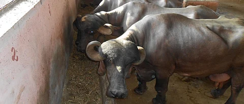 Red Urine Disease Of Animals