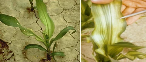 Symptoms of zinc deficiency in maize crop