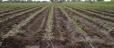 Okra Cultivation : चांगल्या फायद्यासाठी जाणून घ्या निर्यातक्षम भेंडी उत्पादनाचे तंत्र