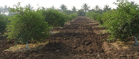 Planning of Key lime cultivation