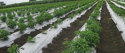 vegetable cultivation