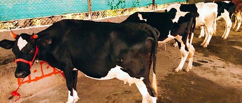 Animal With Lumpy Disease