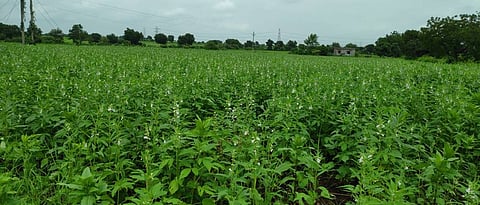Improved varieties should be used for sesame cultivation.