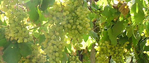 Grape management