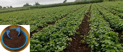 The use of biofertilizers promotes vigorous growth of the crop.
