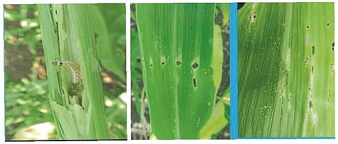 ज्वारीवरील खोडकिडीचा प्रादुर्भाव.