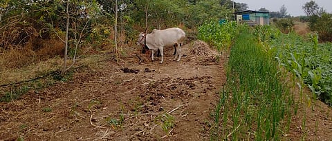 Forestry planning for sustainable income