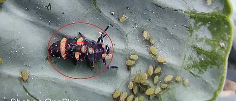 ढालकीटकाची अळी मावा किडीवर उपजीविका करताना