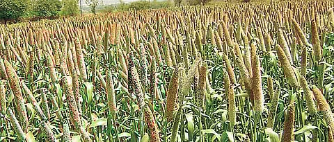 use recommended varieties of millet for sowing