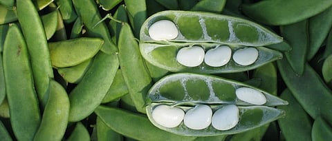 disease resistant variety snow pea golden trupti