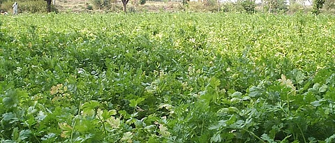 Techniques of Coriander Cultivation