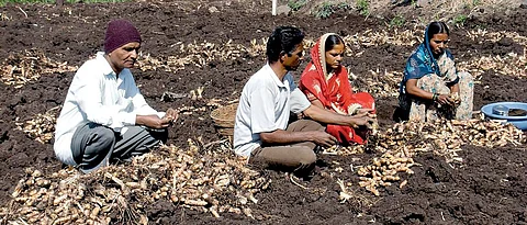 Due to rainy weather, turmeric should be harvested as soon as possible and stored in the right place