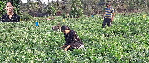 Nandoskar family busy in the management of watermelon crop.
