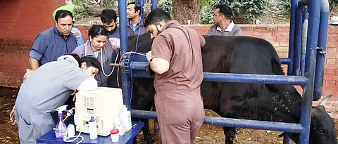 Veterinarians while using embryo transplantation technology in animals.
