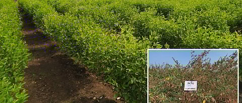 Pigeon pea Phule Rajeshwari