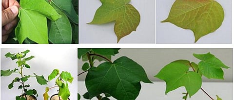 Symptoms of nitrogen deficiency