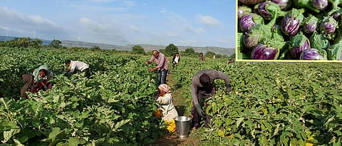 Sukhdev Bhosale has continued to grow brinjal in two seasons.