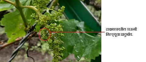Outbreaks of Downy mildew on grape bunches.
