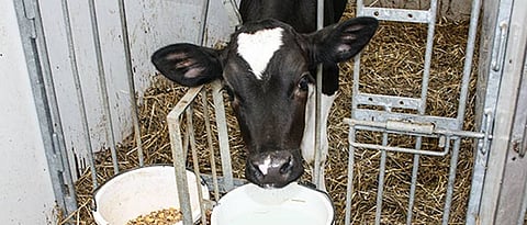 लवकरात लवकर रवंथ प्रक्रिया सुरु होण्यासाठी कालवडीला सहाव्या दिवशी पासून सुका चारा, काल्फ स्टार्टर आणि स्वच्छ पाणी उपलब्ध करून द्यावे.