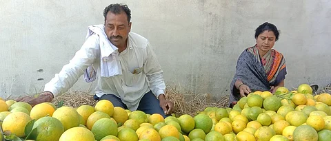 Rajendra and Rina while grading quality Mosambi.