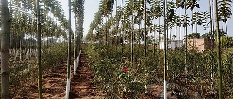 Rose intercrop in Teak