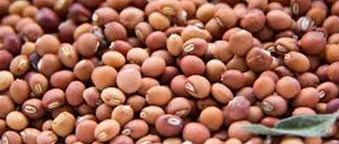 अकोल्यात तुरीला प्रतिक्विंटल पाच हजार रुपये दर