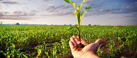 Global Crop Production
