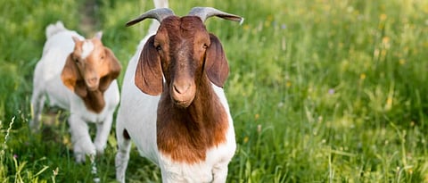 Goat Farming