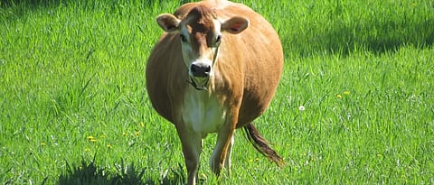 Bloat treatment in animal