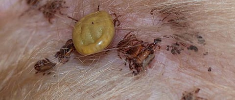 external parasites