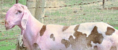 What are the characteristics of Mandgyal sheep?