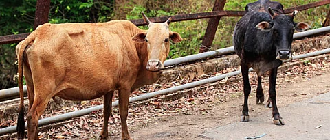 animal disease