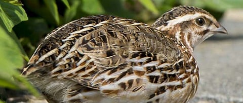 japanese quail