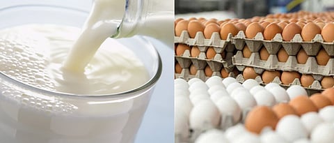 India's milk and egg production has increased in post covid situation