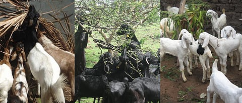 Tree leaves for goat feeding