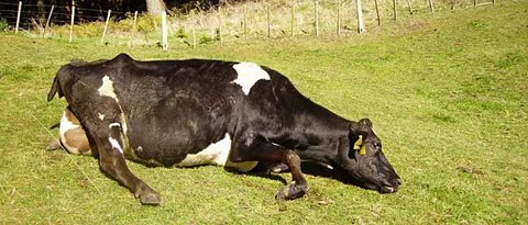 Importance of calcium in lactating animals