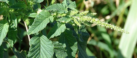 Katemath: An excellent legume