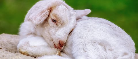 Feed management of kid